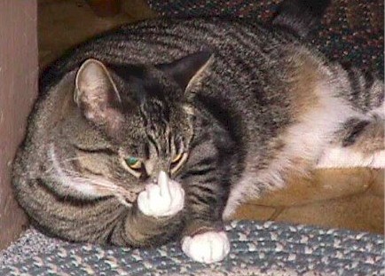 meow.jpg