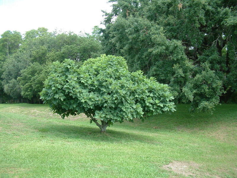 DSCF0060.jpg
