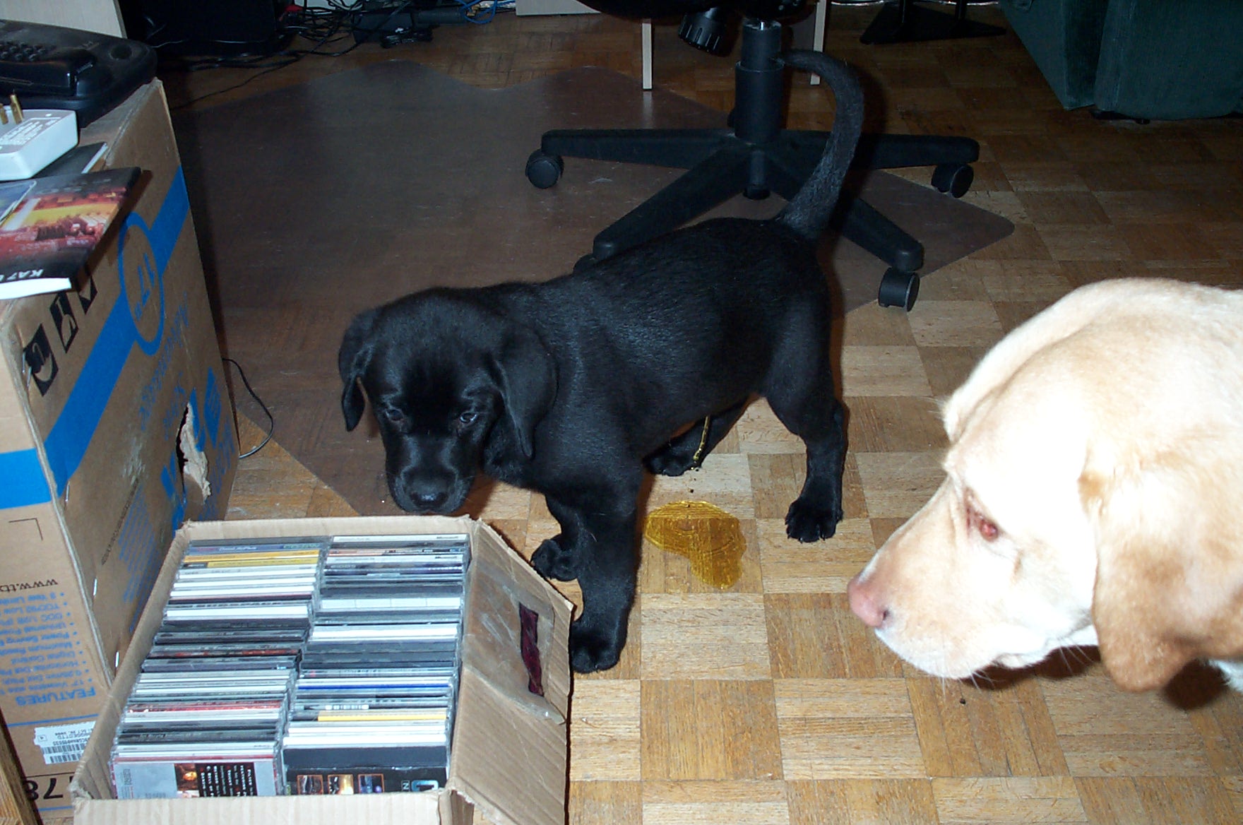 puppy.jpg